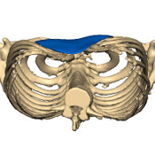 CHIN 3